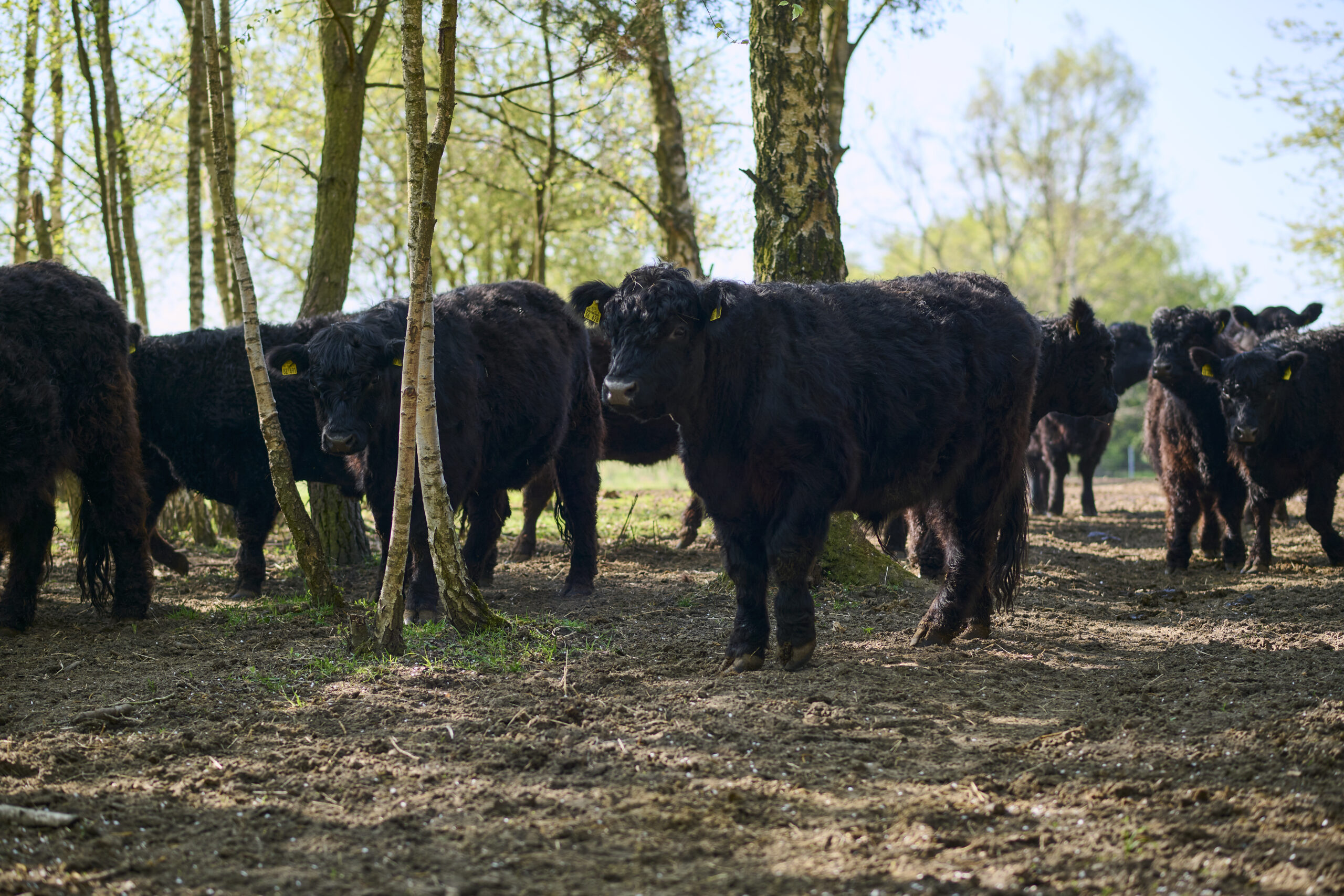 26-04-23_Buergergut-Boernicke_004